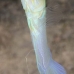 jawfish_yellowhead_dw_wc_v_0139_tci0478.jpg